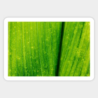 Close up of a Green Lotus Leave Texture Background Sticker